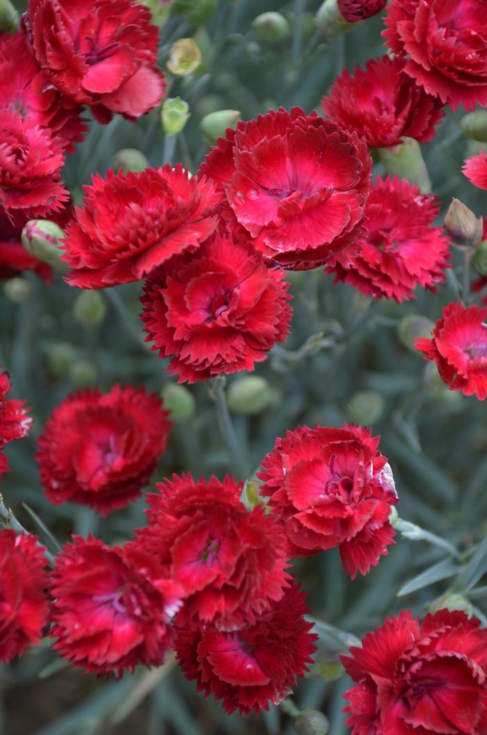 Dianthus Pretty Poppers® Electric Red