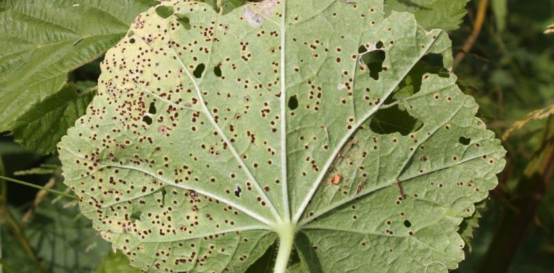 How to Deal with a Hollyhock Rust Infection