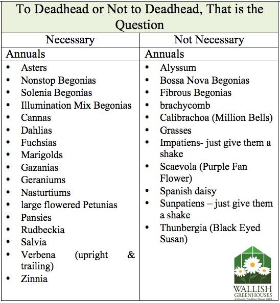 Garden Maintenance: Why Deadhead? Garden Maintenance: Why Deadhead?