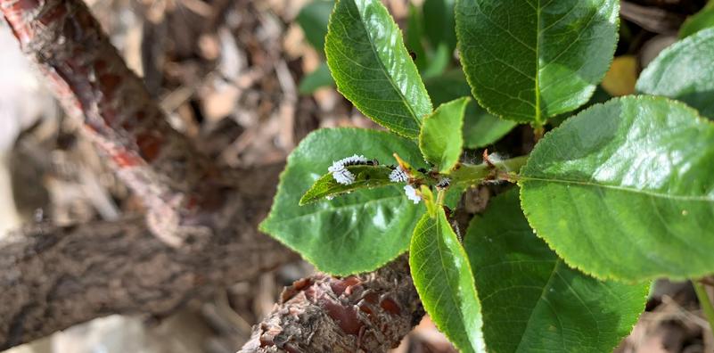 Insect of the Week: Aphids