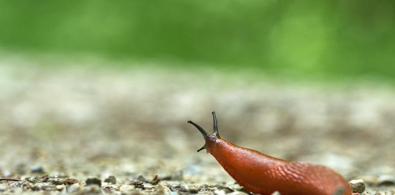How To Get Rid of Garden Slugs How To Get Rid of Garden Slugs