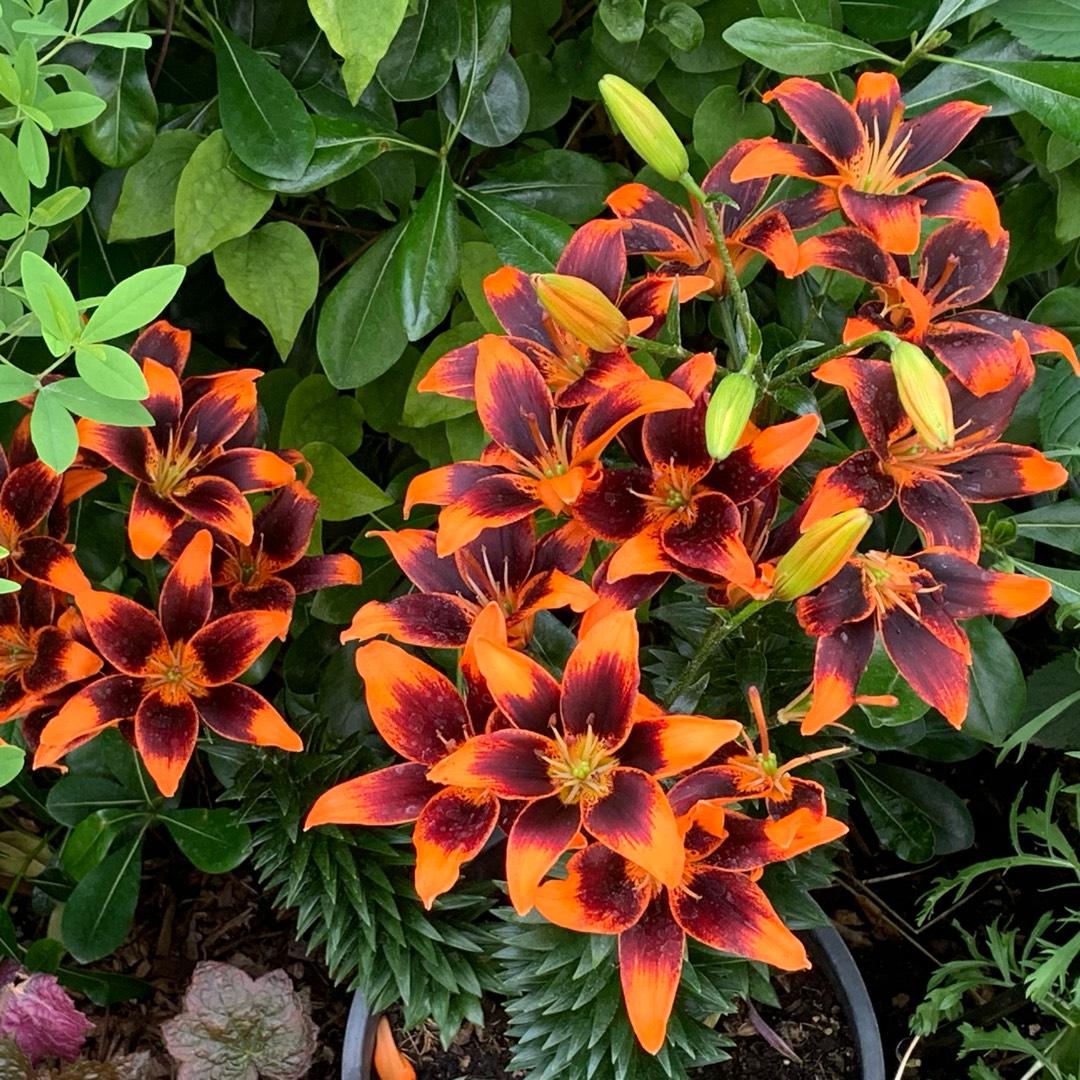 3 Main Reasons Why Perennials Die Over the Winter 3 Main Reasons Why Perennials Die Over the Winter