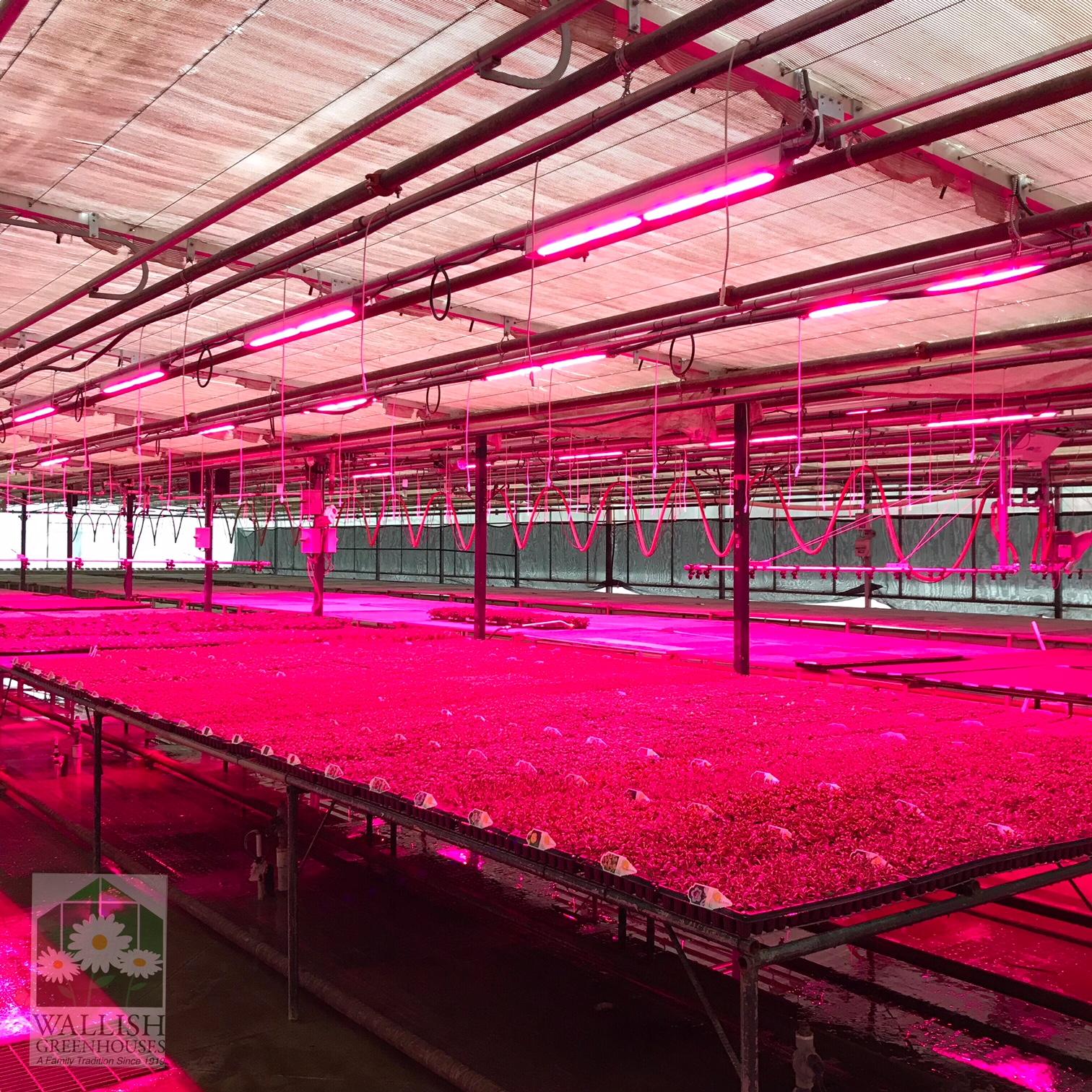 How We Use Supplemental LED Grow Lights