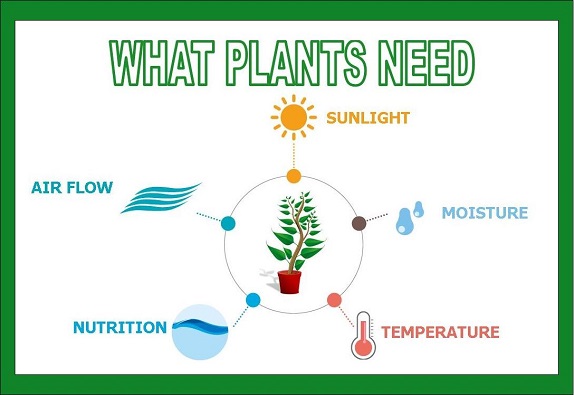 What Plants Need What Plants Need