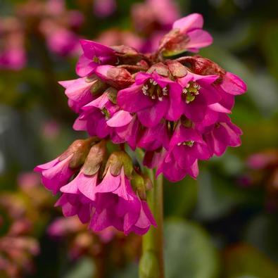 Perennials for Early Spring Colour