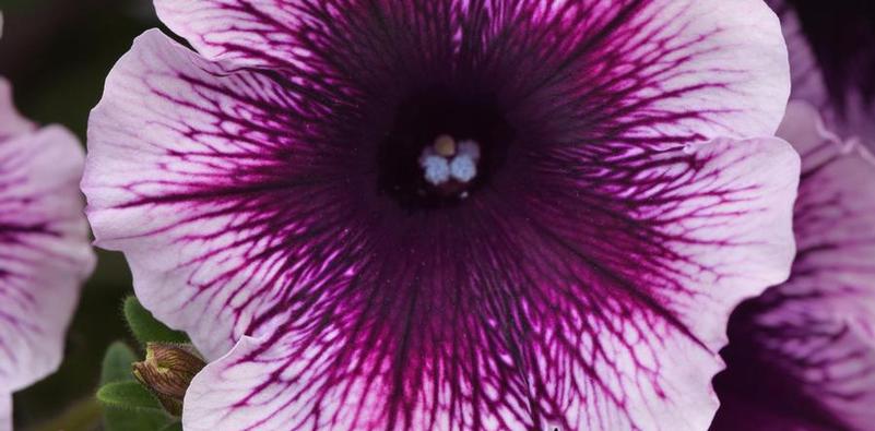 3 'P's ? Petunias, Pelargoniums, and Potatoes: answers to some frequently asked questions 3 'P's ? Petunias, Pelargoniums, and Potatoes: answers to some frequently asked questions