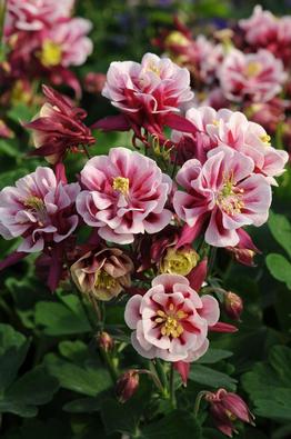 Purchasing Plants: An Exercise in Decision-Making Purchasing Plants: An Exercise in Decision-Making