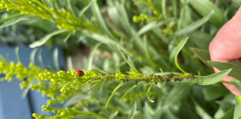 Insect of the Week: Aphids