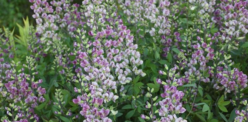 Drought Tolerant Perennials