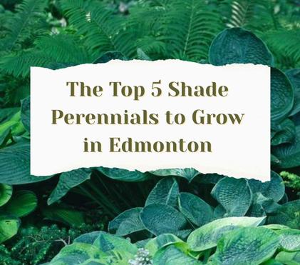 Top 5 Shade Perennials