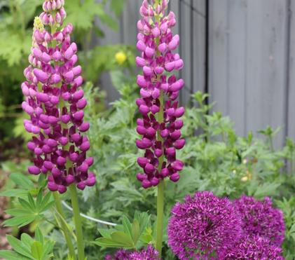 Perennial Lifespan - PSA: Not all perennials last forever!