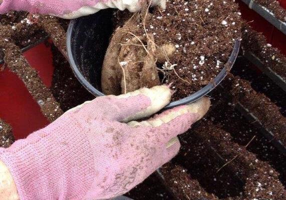 Planting Dahlias