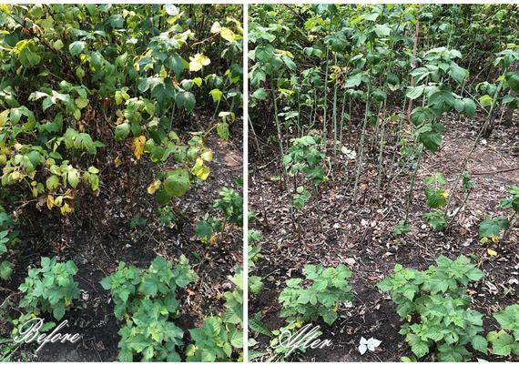 Before and After Caning