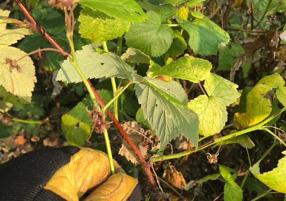 Identifying Floricanes