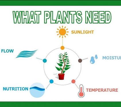 What Plants Need What Plants Need