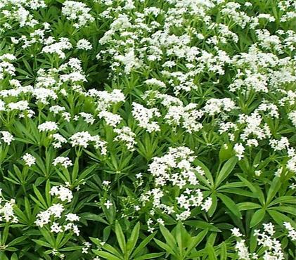 Ground Cover Plants For Shade Ground Cover Plants For Shade