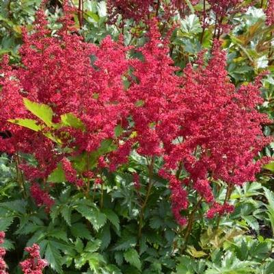 Astilbe chinensis Lowlands Ruby Red