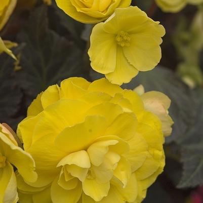 Begonia Nonstop® Mocca Yellow