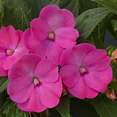 Hanging Basket - without Trailers Sunpatiens Compact Lilac