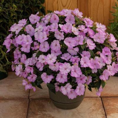 Hanging Basket - without Trailers Sunpatiens Compact Orchid Blush and Purple