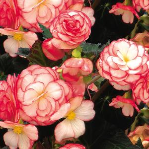 Begonia Nonstop® Rose Picotee