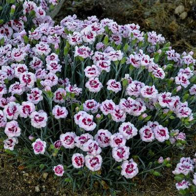 Dianthus Pretty Poppers® Kiss and Tell