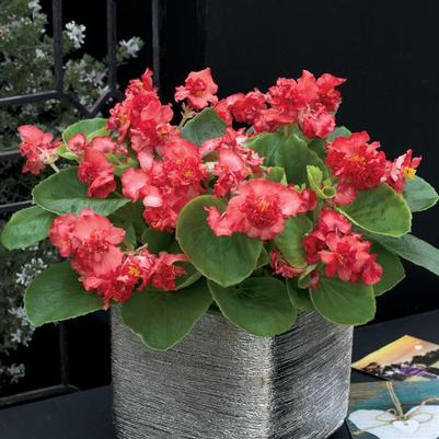 Fibrous Begonia Fiona Red