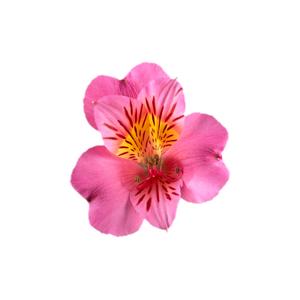 Alstroemeria Colorita® Eliane Pink