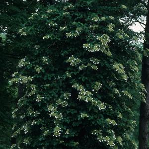 Hydrangea anomala petiolaris 