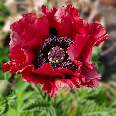 Papaver orientale Red Rumble