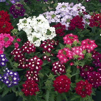 Verbena Obsession™ Mix Improved