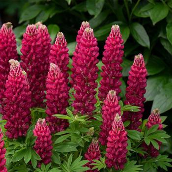 Lupinus polyphyllus Gallery Mini ™ Red