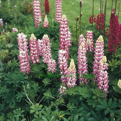 Lupinus polyphyllus Russell The Chatelaine