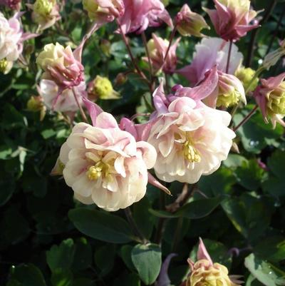 Aquilegia vulgaris Winky Double Rose & White
