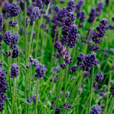 Lavender Lavance Deep Purple