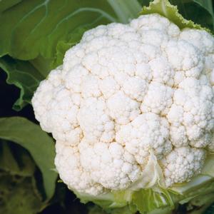 Cauliflower Snow Crown