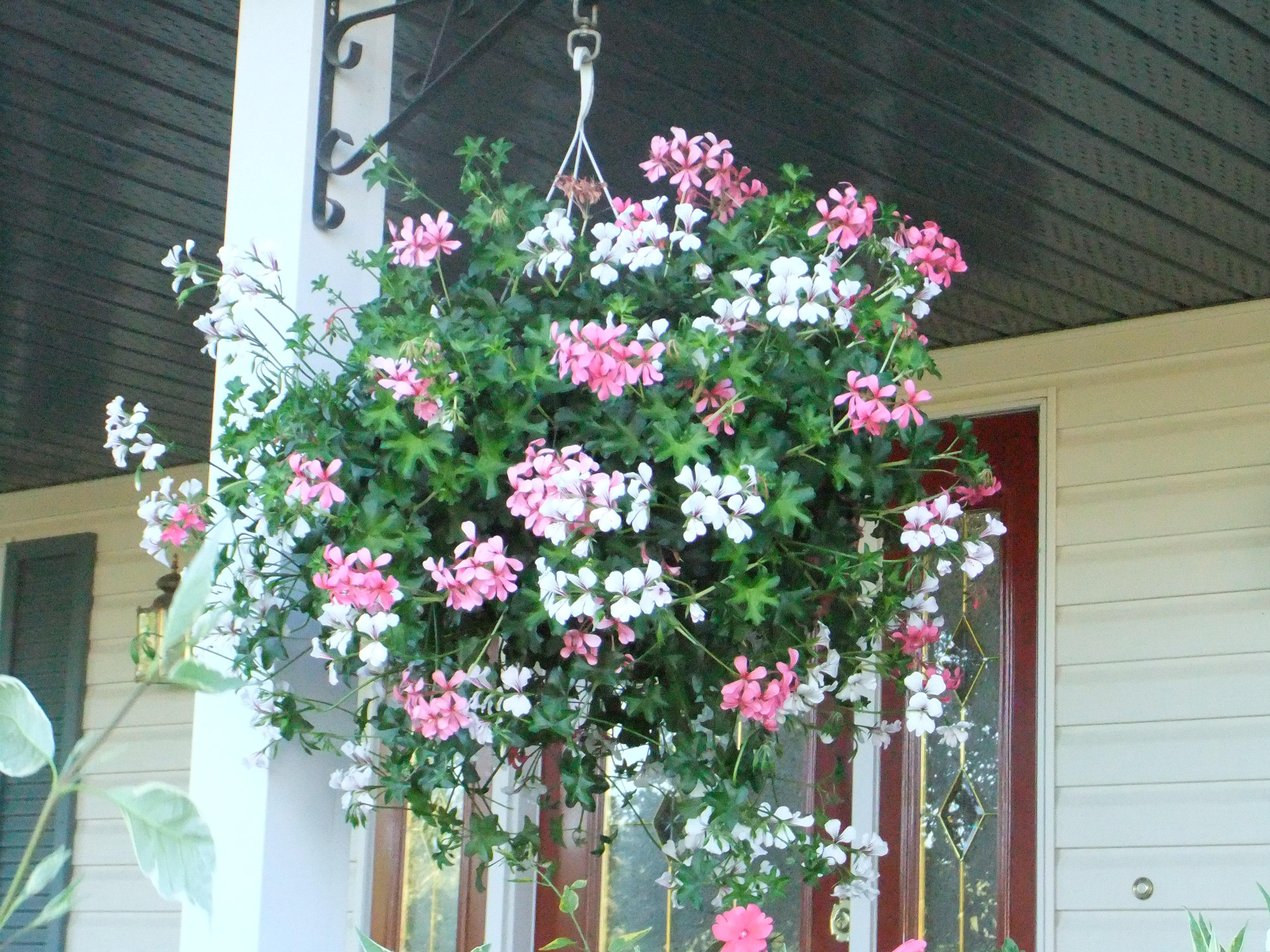 Ivy Geraniums Hanging Baskets