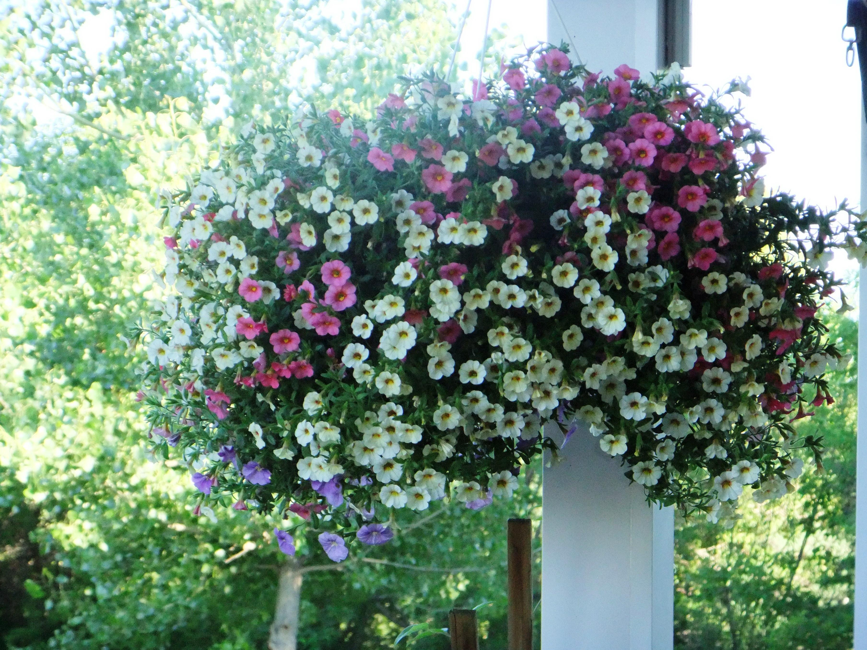 How To Care For Calibrachoa Million Bells Hanging Baskets