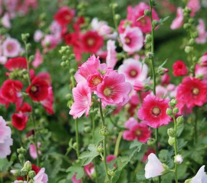 How to Deal with a Hollyhock Rust Infection