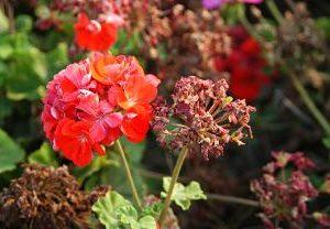 Garden Maintenance: Why Deadhead?