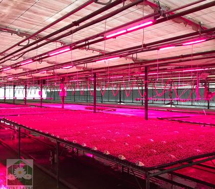 How We Use Supplemental LED Grow Lights