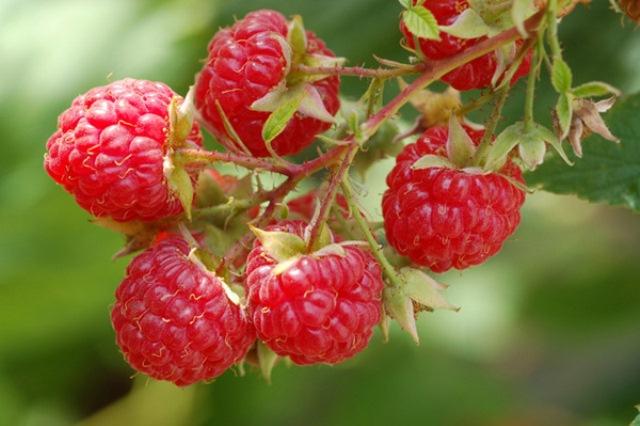 The Ultimate Guide To Pruning Raspberries [Alberta]