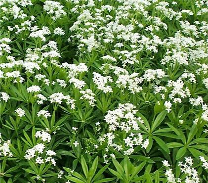 Ground Cover Plants For Shade