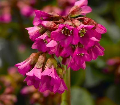 Perennials for Early Spring Colour