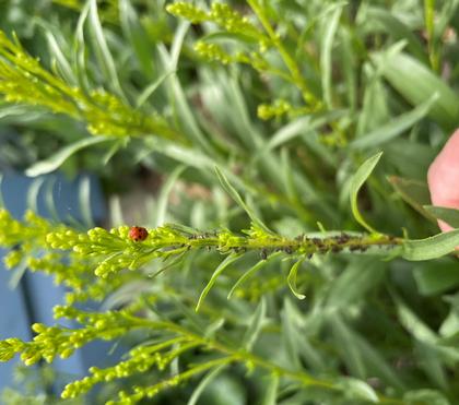 Insect of the Week: Aphids