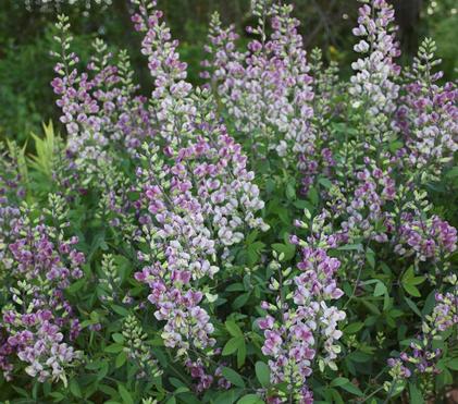 Drought Tolerant Perennials