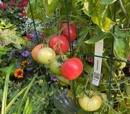 Freezing and Drying Late Season Garden Bounty