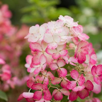 Choosing Shrubs for Your Landscape