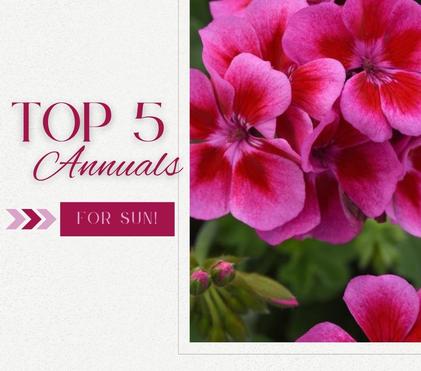The Top 5 Sun Annuals