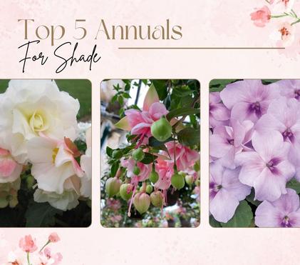 Top 5 Annuals for Shade